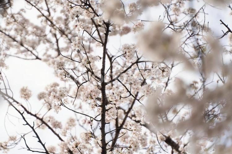 満開の桜　春風香る瞬間① 桜,春,花の写真素材