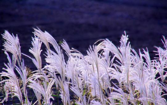 白銀に光るススキの穂 ススキの穂,ススキ,穂の写真素材