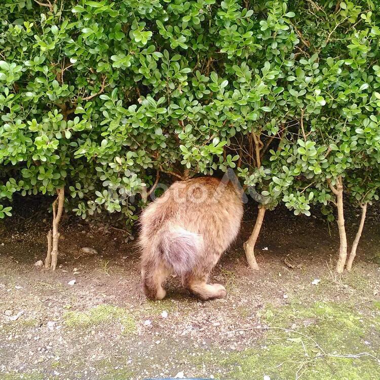 茂みに潜る猫のお尻 猫,野良猫,植え込みの写真素材