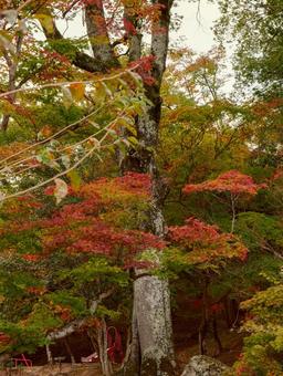 秋 秋,木,尾関山の写真素材