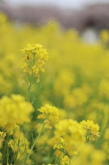 Rape blossoms, JPG