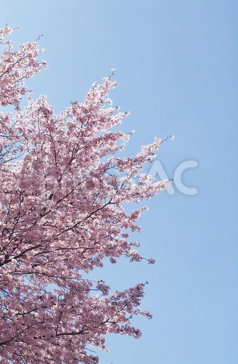 桜のある風景 桜,花,クローズアップの写真素材