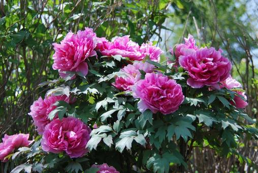 ボタンの花 ボタンの花の写真