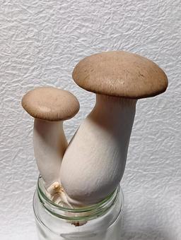 エリンギ エリンギ エリンギ,キノコ,きのこの写真素材