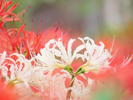 白と紅の彼岸花 白と紅の彼岸花の写真