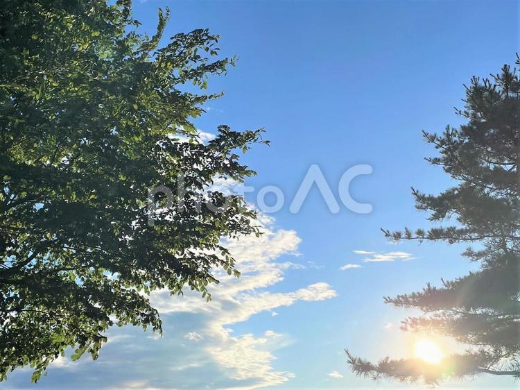 新緑と青空　15006 新緑と青空,新緑,靑空の写真素材