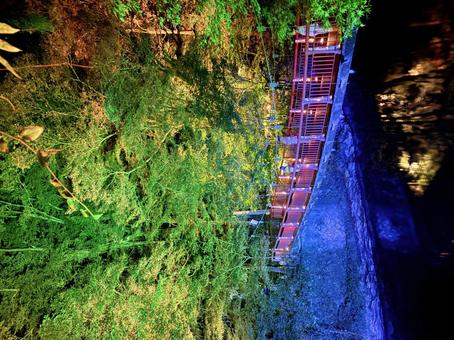 紅葉ライトアップ 紅葉,ライトアップ,秋の写真素材