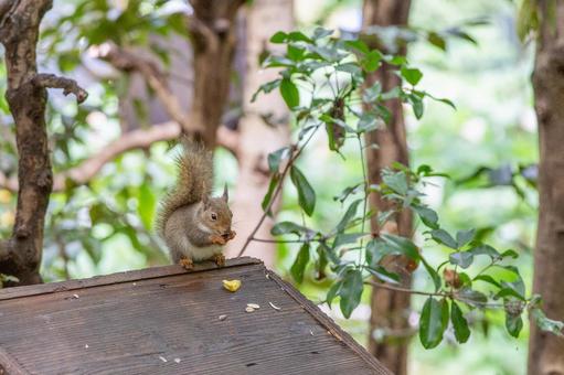 ニホンリス 井の頭動物園 ニホンリス 井の頭動物園 ニホンリス,リス,動物の写真素材