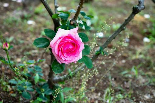公園のバラ 公園のバラ バラ,花,植物の写真素材