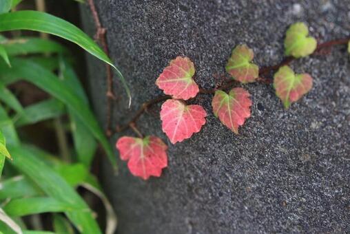 紅葉 紅葉の写真