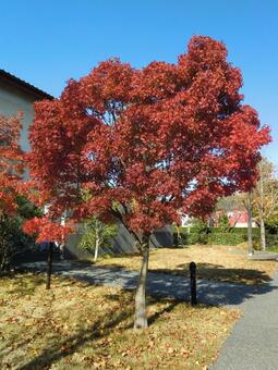 紅葉 紅葉の写真
