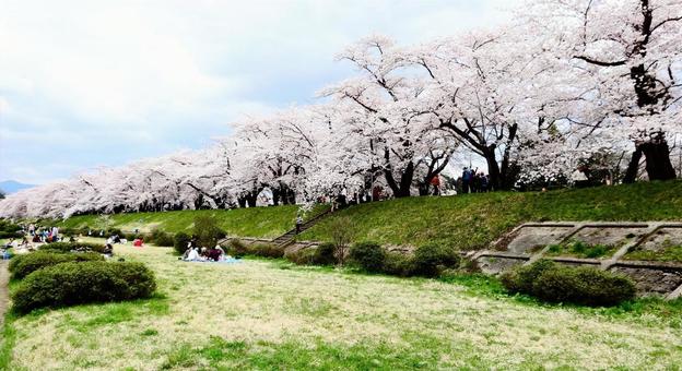 桜景色 桜景色の写真