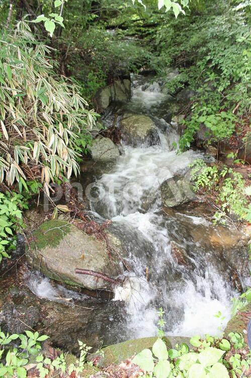 森の中の流れる川 川,森,流れの写真素材