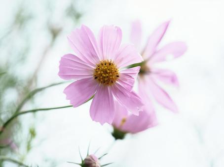 可憐なコスモス 可憐なコスモス コスモス,秋桜,初秋の写真素材
