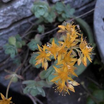 小さな黄色い花 小さな黄色い花の写真