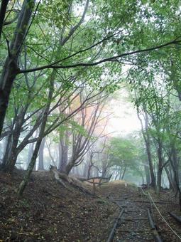 丹沢 登山道 丹沢 登山道の写真