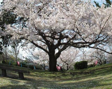 桜の樹 桜の樹の写真