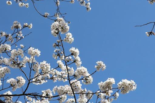 Yoshino cherry blossom up, JPG Yoshino cherry blossom up, JPG