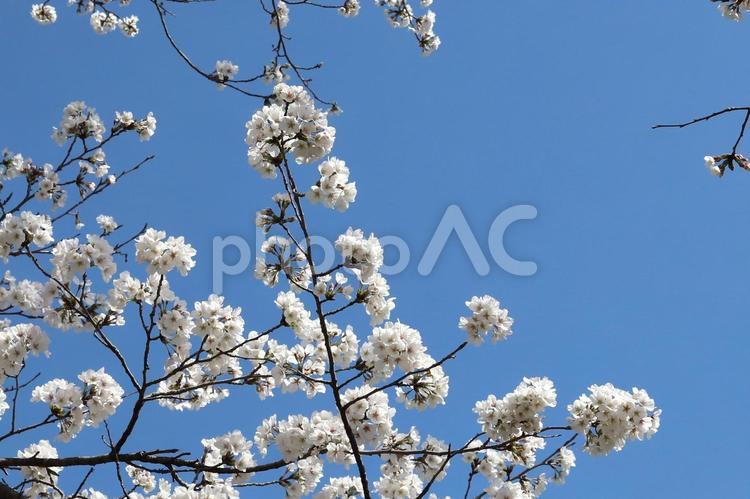 ソメイヨシノアップ 花木,さくら,桜の写真素材