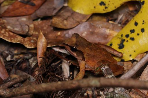 ヤクシマタゴガエル ヤクシマタゴガエルの写真