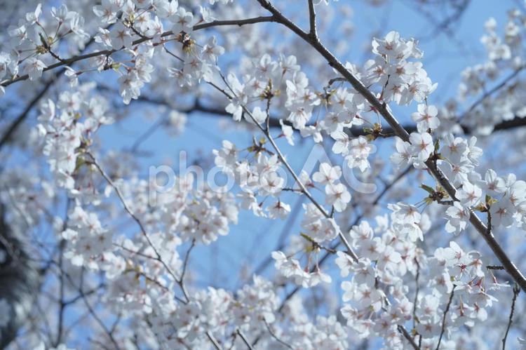 春の陽射しと桜の風景　３ 春,サクラ,桜の写真素材