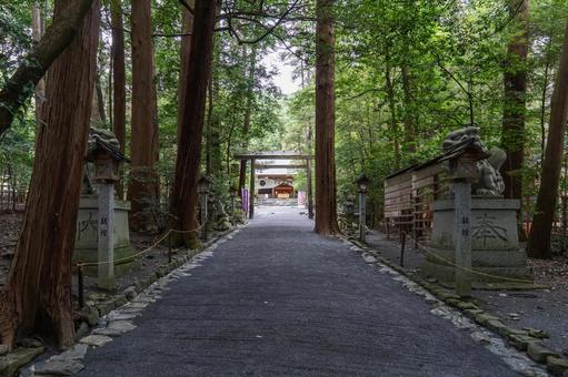 三重　椿大神社　参道と本殿 椿大神社,椿,神社の写真素材