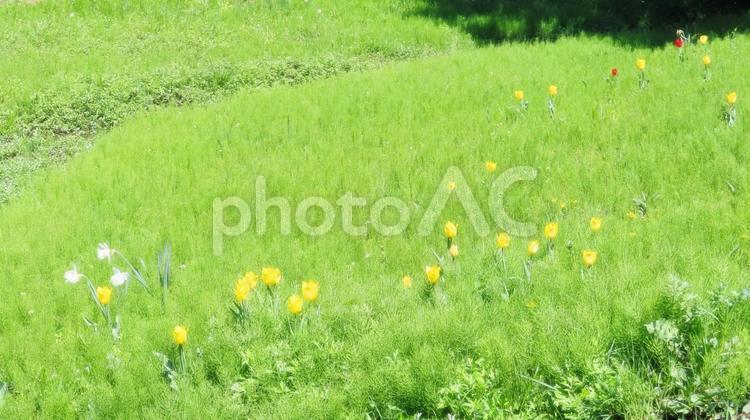 緑の草原の中の白い水仙、黄色、赤のチューリップ　 草原,新緑,緑の写真素材