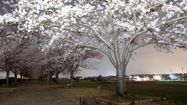 夜に咲く幻想の桜 夜桜,桜,花の写真素材