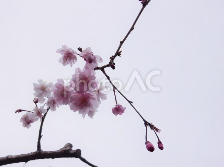 花曇りが美しい 桜,花,春の写真素材