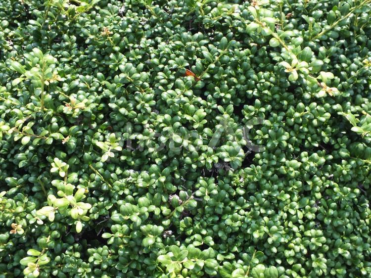 柘植の木 柘植,柘植の木,木の写真素材