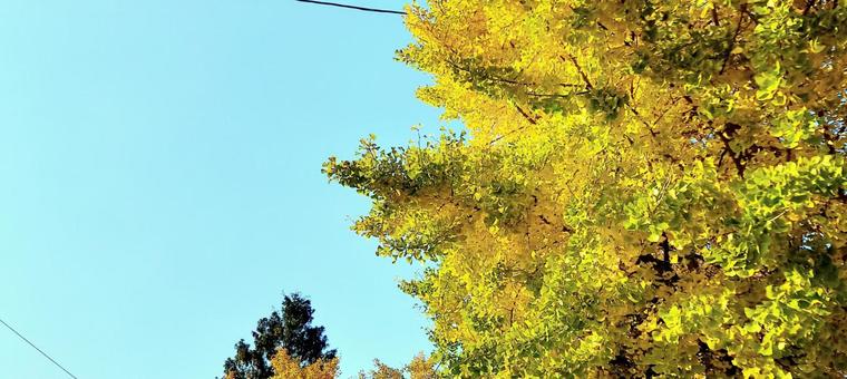 空とイチョウの木 空とイチョウの木の写真
