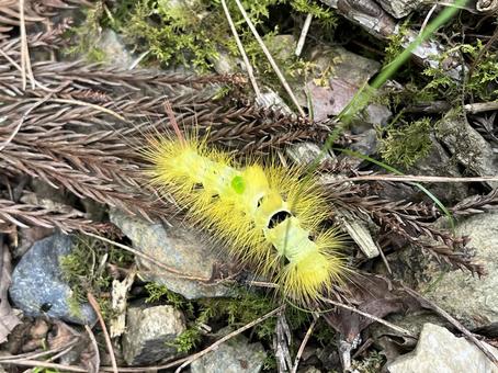 リンゴドクガの幼虫 リンゴドクガの幼虫の写真