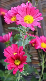 こまり 小菊,花,flowerの写真素材