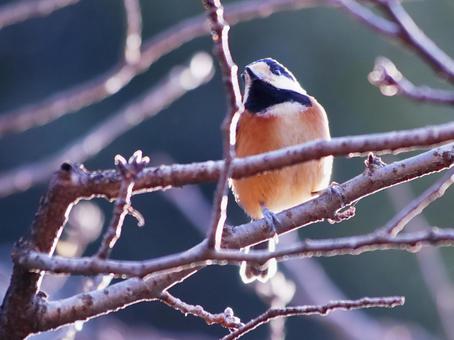 枝に止まる野鳥のヤマガラ 枝に止まる野鳥のヤマガラ 野鳥,ヤマガラ,鳥の写真素材
