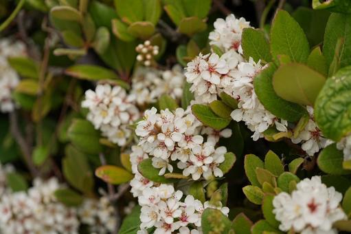 Photo, flower, white flower, green, 