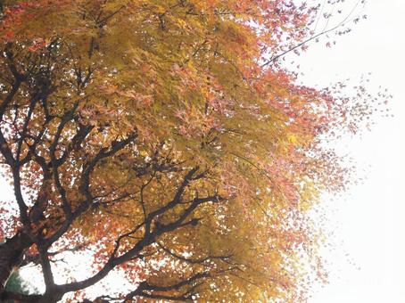 紅葉と空 紅葉,もみじ,秋の写真素材
