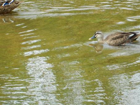 【鳥の写真】マガモ(真鴨) 【鳥の写真】マガモ(真鴨) マガモ,真鴨,生き物の写真素材