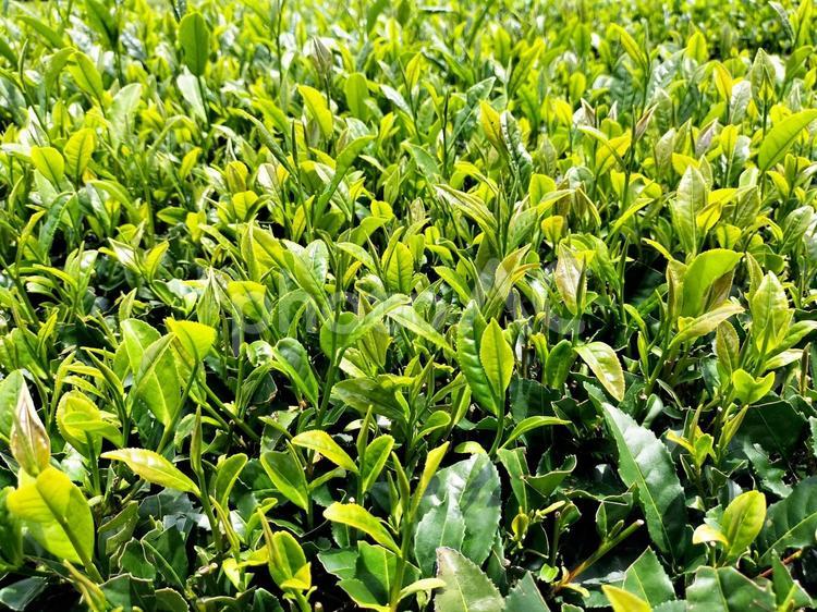 茶どころ静岡県周智郡森町の茶畑 茶畑,茶所,静岡県の写真素材