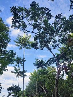 木 木,ジャングル,空の写真素材