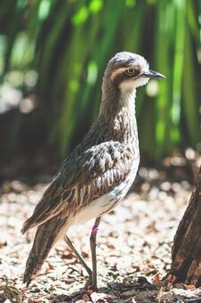 鳥 鳥の写真