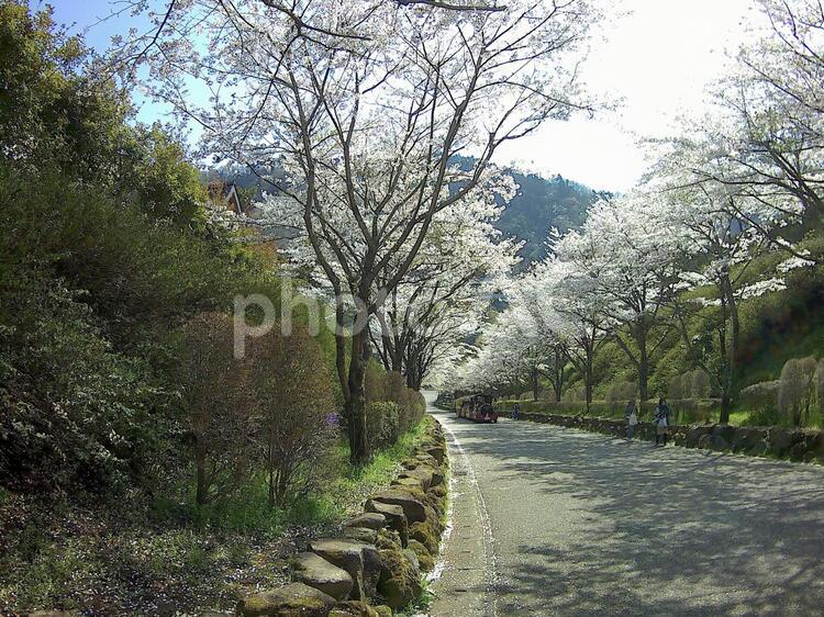 桜並木 公園,太陽,季節の写真素材