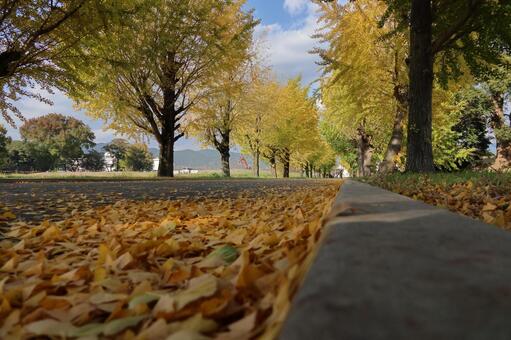 朝倉農業高校跡地のイチョウ並木 紅葉,銀杏,イチョウの写真素材