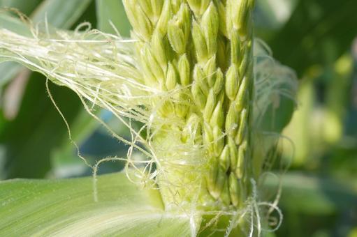 Photo, corn, tassel seed, male ear seed, 