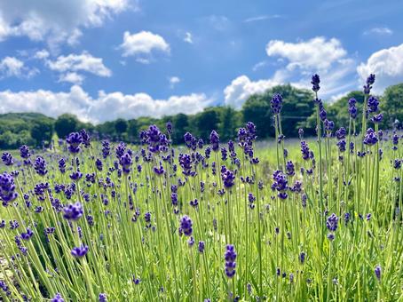 ラベンダーの花畑 ラベンダーの花畑 ラベンダー,花畑,紫の写真素材