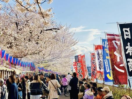 隅田川桜祭り 隅田川桜祭りの写真