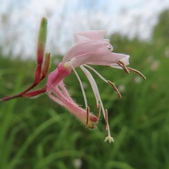 ガウラ ガウラ ガウラ,花,花びらの写真素材