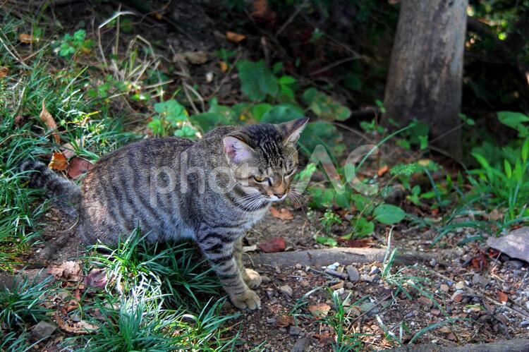 ネコ５ かわいい,ひげ,キジの写真素材