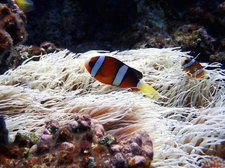 クマノミ クマノミ クマノミ,魚,沖縄の写真素材