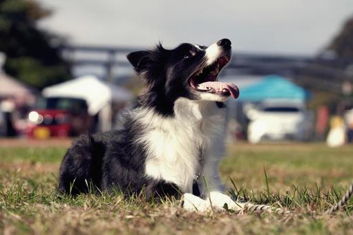 ボーダーコリーのポートレート 犬,ボーダーコリー,中型犬の写真素材