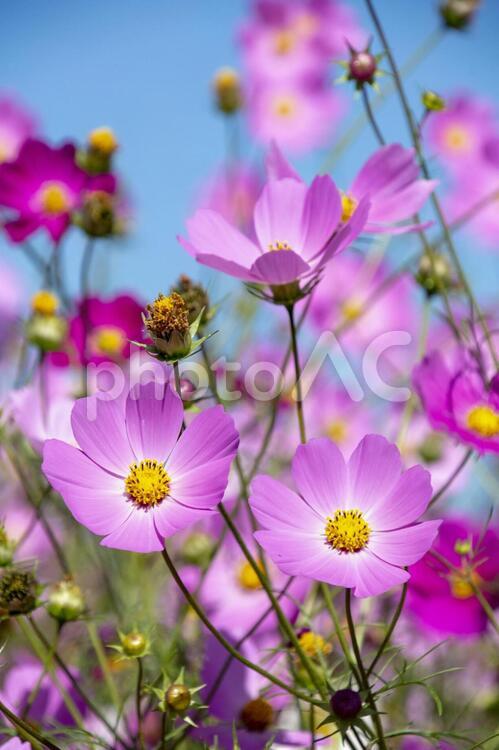 コスモスの花畑　鹿児島県　上場高原 コスモス,秋桜,花の写真素材